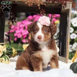 Sally/Miniature Australian Shepherd									Puppy/Female	/7 Weeks,Meet Sally, an adorable and lively AKC Australian Shepherd with a striking coat and bright, intelligent eyes. Her beauty is matched by her confident and cheerful personality, making her truly one-of-a-kind. Her friendly, outgoing nature lights up any room, and her enthusiasm is contagious. She’s growing up surrounded by love and receiving lots of attention, ensuring she’ll adapt smoothly to her new home. Her Mama, Candy is a sweet 18 lb Aussie with a heart of gold, while her dad, Dallas, is a 30 lb adventurous and intelligent Aussie. Sally comes to her new family with a completed vet exam, up-to-date on vaccines and deworming, microchipped, and backed by a one-year genetic health guarantee. AKC registration paperwork is also included. For more information or to schedule a visit, please call us anytime Monday through Saturday. -Wes & Karen Miller