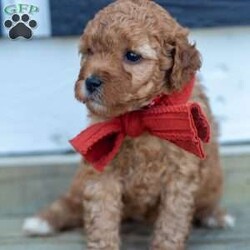 Ralph/Mini Goldendoodle									Puppy/Male	/August 6th, 2024,Oh sweet little Ralph, what a fluffy little cutie pie. He is the runt of the litter and gets extra snuggles. Ralph is so playful and fun! He is raised in our home with our 4 young children. He is given lots of love and socialization everyday. He is an F2b mini goldendoodle and should be about 15-20lbs full grown. The pups are in our home NEVER kept outside or in a barn! 