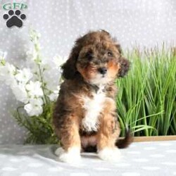 Violet/Mini Bernedoodle									Puppy/Female	/July 20th, 2024,Meet your new BFF, Violet! This endearing Mini Bernedoodle puppy is vet checked & up to date on shots & wormer, plus comes with a health guarantee provided by the breeder. Violet is super sweet & well socialized! If you would like more information on this peppy pup, please contact Gideon Stoltzfus today!