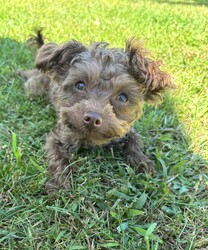 Adopt a dog:Ruby & George/Miniature Poodle/Female/Young,They have to be adopted together. 

Ruby(Female)& George(Male) are Poodle/Yorkie mixes who are just about 1 year old.  Don’t let their cuteness fool you, they are all puppy.  Ruby is 5lbs, outgoing and the leader of the pair. She will greet you and will want to be in your arms becoming your best friend. If there is any mischief going on, there is a good chance Ruby started it.  George is 7lbs and is a little on the shy side. He takes a little longer to warm up to you and relies on Ruby to show him things are ok.  Once George warms up to you, he will give you unconditional love all day and I mean all day.  The home that would be best for Ruby and George is someone who enjoys mischief and puppy antics that come along with this pair.  These pups are always looking to have a good time.  Other pets in the home will need to tolerate Ruby & George giving them love, snuggles and playing and chasing them. They are great with cats and will play with them and steal their toys.  A fenced in yard and older children would be best.    To submit an application online please go to freetobemerescue.org. Please be advised we only process applications within an hour drive of Albany,NY.   Adoption fee $700 for both.