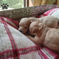 Honey/Havapoo									Puppy/Female	/6 Weeks,Hi there, I’m Honey! My name says it all, I’m sweet! I love nothing more to play outside on the lawn with my twin sister, and give kisses to my “people parents “. I am a havapoo pup, and I have my health check and vaccines all scheduled so that when the day arrives that I’m old enough to leave, I will have my health papers in hand. I  can’t wait to meet my forever family!!