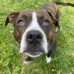 Adopt a dog:Levi/American Staffordshire Terrier/Male/2 Years 7 Months,Hi there, I'm Levi! I'm an American Staffy with a heart full of love. I’m a sweet guy, though I’m looking for an experienced owner who understands my unique needs and quirks. I’m a charming Staffy who adores people once I get to know them. I’ve had some challenges in my past, so I might be a bit wary or excitable at first. My previous experiences mean I can be a bit stressed in new environments, so I need a home where I can feel safe and comfortable. I’m not a fan of being touched too much right away, but with patience and understanding, I’ll warm up to you! I need someone who is knowledgeable about managing typical Staffy excitement, as I can become quite energetic and experience big feelings. I might also show some avoidant behaviours and need a gentle touch to help me feel secure. Due to this, I prefer a quieter home without young kids. I can get quite jumpy during play, and older children who understand how to engage with me calmly will help me feel more at ease. I came into the shelter with other dogs, but I haven’t shown much interest in meeting new ones here. It’s best if I can meet any potential dog buddies before coming home to make sure we’re a good match. I do well with having options, so I’d love a home where I can choose between cosy indoor spots and outdoor spaces. Having different areas to explore and relax will help me feel more comfortable in my new home. Even though I have some quirks, I’m a genuinely sweet dog who loves to show affection in my own way. With the right guidance and a little patience, I’ll be a loyal and loving companion. If you think you’re the right fit for me and can offer a patient, understanding home, I’d love to meet you and see if we’re a match! Please fill out an expression of interest   to give Levi a loving home! Lots of love, Levi xx household restrictions: -Experienced owner -No children under 15 -Must meet all dogs -Indoor/outdoor access -Ongoing training -Free vet consult at adoptio