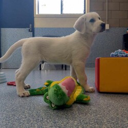 Adopt a dog:Groot/Maremma Sheepdog/Male/4 Months,Hi, I'm Groot and I am a special little boy who is now on the search for my new forever home! Is that going to be with you? As I am a Maremma I will need a family that understands my breed and what I was made to do. As a guardian breed, I will need a lot of socialization and ongoing training to make sure that I become a nice well rounded little man. You will need to understand the management I will need in a home due to my breed behaviors. As a young pup I will need solid and secure fencing as well as indoor and outdoor access. I will not be suited to apartment living and will need a large yard to roam in. It would also be best for me if there was someone home all the time while I am settling in. This will help me build my bonds with my new family and make me feel safe in the home! This will help me feel calm and relaxed throughout my day. I have shown some social behaviors with other dogs but can still show some fear with big boisterous dogs so we will have to make sure if you have a canine, we are the right match. I will need to meet all family members on the day of my adoption especially any little kids to make sure we are the right fit. Requirements: If you think that your home is perfect for little Groot, please place an application in at  Love and Wiggles from Groot! Xxoo