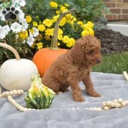 Latte/Mini Goldendoodle									Puppy/Female	/August 7th, 2024,Meet Latte, a cute and sweet F1B Mini Goldendoodle puppy! This precious girl has been family-raised with children and socialized. She is vet-checked and up to date on shots and wormers, and the breeder provides a 30-day health guarantee. If you want to schedule a time to see this perky pup, please call Christopher today!