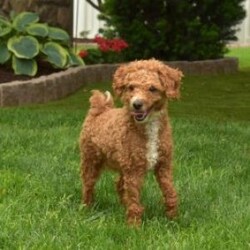 Cash/Mini Goldendoodle									Puppy/Male	/August 3rd, 2024,Check out Cash, a playful F1BB Mini Goldendoodle puppy! This sweet boy is family-raised with children and socialized, making him an excellent fit for anyone interested in adopting. Also, Cash is vet checked and up to date on vaccinations & dewormer, plus the breeder provides a 30-day health guarantee. If you want to learn more about this happy pup and how to meet him, please call the breeder today!