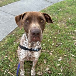 Adopt a dog:Odin/Pointer/Male/2 Years,Hi, I'm Odin! I'm a young male Pointer with a love for exploring and learning new things every day. I'm not your average couch potato – I like to stay active and engage in fun activities. I'd love a wilderness hike, a beach trip, or even just a big old game of tug-o-war! I promise to be your loyal companion, always ready for new adventures or just a leisurely walk in the park! I am best suited to a family with kids 12 years or older, and I would prefer to be the only dog in the house. I haven't had much experience with other animals, but I haven't shown any issues with them so far. Requirements: I’m still learning about life and would love a family that can help me navigate this exciting world. I promise if you choose me, I'll shower you with love and devotion. I can’t wait to start creating memories with you! Love and tail wags, Odi