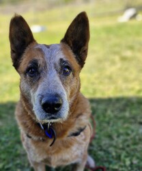 Adopt a dog:Jet/Australian Cattle Dog/Male/9 Years 5 Months,Hey there, my name's Jet! I'm on the lookout for my forever home – somewhere I can spend in the company of my new family. I will need things to do when being left alone so I don't get bored! I'd love some on-going training to build a bond with my new person and to implement nice manners in the home. You may have to be patient with my toileting habits for a while, I've lived in a kennel for a little while, so it'll take some time to adjust. I enjoy a good snuggle, so if you're after a snuggle bug – please consider me! I'm an older gentleman so laying around and keeping you company is all I really want in life.  As far as dogs go… I would prefer to be the only dog in the home as I would like all the love, pats and attention to myself. Any kiddos need to be confident around dogs! Come in to meet me!