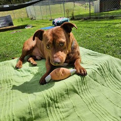 Frankie/Staffordshire Bull Terrier / Dachshund Standard (Smooth)/Male/4 Years 5 Months,Hi friends, my name is Frankie! I'm a handsome little gentleman looking for my forever home, could that be with you? I have had a rough start to life but with the help of my shelter friends, I am now ready to join my new family! I am a very affectionate young man, who loves nothing more than spending quality time with my humans, whether it's basking in the sunshine or curled up on the lounge watching your favourite tv show! I'd suit a quieter home, preferably with no young children, and no other animals, as I can sometimes get overwhelmed with too much noise and activity around me. I would also love it if my humans were home more often than not, as I'm quite a clingy man and love their constant attention and cuddles. I know sometimes you have to go out, if you can leave me with some fun toys, yummy treats, and a snuggly bed, I should be safe and happy until you get home. I would benefit from daily enrichment and interactive feeders to help keep my mind and body active. If you think that your home would be a good fit, please fill out an application online at  or call 0477 064 192 and the team at BARC will be in touch to arrange a meet and greet. Love, Frankie x Requirements: