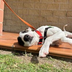 Adopt a dog:Harlo/Irish Wolfhound/Male/1 Year 2 Months,Hey there, my name is Harlo, and I am a sweet young wolfhoundX that is now on the lookout for my very own family! I would love to have a home that allows me both indoor and outdoor access, I can still learn indoor spaces but am gaining confident each day, I would love to be able to snuggle up on the couch with you of a night and have a nice secure backyard for me to spend the day playing and basking in the sun. I will need to meet all family prior to coming home, I can be a bit shy of new people but with some time and patience I warm up and love to play with you. Older children would be better so they can give me some time to settle in and adjust prior to asking too much of me, plus I am a larger boy who doesn't understand the power of my tail at times. I have meet some dogs here at the shelter and I am currently too overwhelmed to meet them appropriately, due to this I will need to be the only dog in the home. Working on my sociability is something we can do once I decompress form shelter life, we will just have to do it slowly and with known social dogs. Due to my breed, I find smaller animals very interesting and want to chase them, I will need to go to a home without smaller animals such as cats. chickens and rabbits. Requirements: -Must meet all family – No children under 12 -Only animal -Outdoor access If you think I could be the handsome man for you and your family, please head into the shelter today to say hi to me and have a play!! Love Harlo