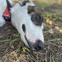 Adopt a dog:Harlo/Irish Wolfhound/Male/1 Year 2 Months,Hey there, my name is Harlo, and I am a sweet young wolfhoundX that is now on the lookout for my very own family! I would love to have a home that allows me both indoor and outdoor access, I can still learn indoor spaces but am gaining confident each day, I would love to be able to snuggle up on the couch with you of a night and have a nice secure backyard for me to spend the day playing and basking in the sun. I will need to meet all family prior to coming home, I can be a bit shy of new people but with some time and patience I warm up and love to play with you. Older children would be better so they can give me some time to settle in and adjust prior to asking too much of me, plus I am a larger boy who doesn't understand the power of my tail at times. I have meet some dogs here at the shelter and I am currently too overwhelmed to meet them appropriately, due to this I will need to be the only dog in the home. Working on my sociability is something we can do once I decompress form shelter life, we will just have to do it slowly and with known social dogs. Due to my breed, I find smaller animals very interesting and want to chase them, I will need to go to a home without smaller animals such as cats. chickens and rabbits. Requirements: -Must meet all family – No children under 12 -Only animal -Outdoor access If you think I could be the handsome man for you and your family, please head into the shelter today to say hi to me and have a play!! Love Harlo