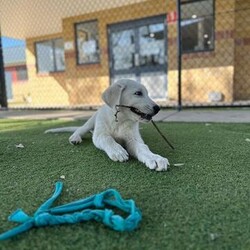 Adopt a dog:Groot/Maremma Sheepdog/Male/4 Months,Hi, I'm Groot and I am a special little boy who is now on the search for my new forever home! Is that going to be with you? As I am a Maremma I will need a family that understands my breed and what I was made to do. As a guardian breed, I will need a lot of socialization and ongoing training to make sure that I become a nice well rounded little man. You will need to understand the management I will need in a home due to my breed behaviors. As a young pup I will need solid and secure fencing as well as indoor and outdoor access. I will not be suited to apartment living and will need a large yard to roam in. It would also be best for me if there was someone home all the time while I am settling in. This will help me build my bonds with my new family and make me feel safe in the home! This will help me feel calm and relaxed throughout my day. I have shown some social behaviors with other dogs but can still show some fear with big boisterous dogs so we will have to make sure if you have a canine, we are the right match. I will need to meet all family members on the day of my adoption especially any little kids to make sure we are the right fit. Requirements: If you think that your home is perfect for little Groot, please place an application in at  Love and Wiggles from Groot! Xxoo