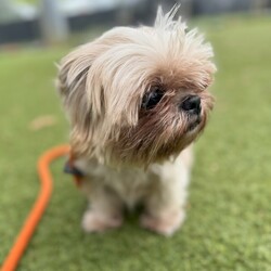 Adopt a dog:Lottie/Shih Tzu/Female/Adult,This darling girl was found wandering the street and PAW scooped her up to find her forever home. Little Lottie is estimated to be about 5 years old and weighs 10 pounds. She is a sweet girl who comes to people easily for pets. She enjoys being carried around like a little pocket pup. Lottie walks well on the leash with a cute bounce in her step.

Lottie did not react to other pups in the shelter but we are still getting to know her. She will be with a short term foster as she recovers from her neutering and we will update more. If you are interested in adopting or fostering her act quickly! With a little girl this cute and sweet she will get snapped up!

PAW adopts to the local VA/ DC/ MD area.