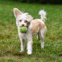 Logan/Chinese Crested Dog/Male/Young