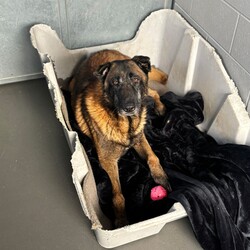 Adopt a dog:Nigel/Belgian Shepherd (Malinois)/Male/9 Years,Hello there! I'm Nigel, a senior Shepherd with a heart as big as my paws. I've had quite the journey, and now I'm looking for a special home where my experienced new owner can give me the love and care I need. While I’m generally sweet-natured and enjoy my toys, it's important to know that I have some quirks. For example, I can get a bit too excited during toy play, so it's important that playtime is structured, especially if there are children in the home. I do best in a household with no kids under 12 I'd say! I've seen doggies on my walks at shelter however I will be best suited to a single dog household. Despite my age, I still need plenty of physical and mental stimulation. Regular walks and engaging activities are essential to keep me happy and healthy. I may be a senior, but I still have a zest for life and enjoy interactive play and mental challenges. If you’re an experienced owner ready to give me the structure and love I need, I’d be thrilled to be your loyal companion. I promise, with the right care, I'll bring a lot of joy to your life. Lots of love, Nigel xx -Experienced owner -No children under 12 -Must be only dog -No pocket pets/cats Free vet consult at adoptio