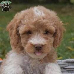 Sprout/Miniature Poodle Mix									Puppy/Male	/August 6th, 2024,Meet Sprout, a cheerful Miniature Poodle Mix puppy that is being family raised with children and is socialized. This cute and cuddly pooch is vet checked and up to date on shots & wormer plus the breeder provides a 30 day health guarantee for him. To learn more about this very friendly fella, call the breeder today!