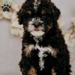 Becky/Mini Bernedoodle									Puppy/Female	/7 Weeks,Do you love Bernese Mountain dogs but struggle with the heavy shedding then take a look at this puppy. With their poodle hair but Bernese happy personality they are sure to please.