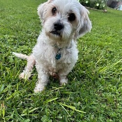 Adopt a dog:Gunner/Shih Tzu/Male/Adult,AN INQUIRY FROM PETFINDER IS NOT AN APPLICATION! READ THE ENTIRE POST FOR INFORMATION HOW TO APPLY.

Meet Gunner! Gunner is a 4 year old male shih tzu and he weighs about 16 pounds. Gunner arrived in rescue when his previous family could no longer care for him. He has settled into foster care well, but is ready to find a forever family of his own! His foster mom says: Gunner is a sweet, shy, and laid-back dog who's looking for a loving family. Gunner enjoys short walks and prefers to cuddle with his human rather than play with toys. While he's not fully house-trained, he'll do well with a consistent schedule and can use puppy pads. He doesn't like being left alone, so a home with someone who's home most of the time would be ideal. Despite missing a few front teeth, Gunner has a charming smile and a gentle disposition. He's great with older children, other dogs, and cats. He's not a barker, preferring to relax and soak up all the love he can get. If you're looking for a quiet and affectionate companion who will be happy to snuggle up with you on the couch, Gunner is the perfect dog for you. He's a low-maintenance pup who just needs a loving home to call his own.

Gunner is neutered, up to date on vaccines, heartworm negative, microchipped and has had his teeth cleaned.

Gunner is fostered in the Orlando area and his adoption donation is $325. If you are interested in applying to adopt Gunner, please visit www.floridalittledogrescue.com to read the adoption process and complete an application! Please note that emails simply asking 