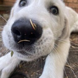 Adopt a dog:Groot/Maremma Sheepdog/Male/4 Months,Hi, I'm Groot and I am a special little boy who is now on the search for my new forever home! Is that going to be with you? As I am a Maremma I will need a family that understands my breed and what I was made to do. As a guardian breed, I will need a lot of socialization and ongoing training to make sure that I become a nice well rounded little man. You will need to understand the management I will need in a home due to my breed behaviors. As a young pup I will need solid and secure fencing as well as indoor and outdoor access. I will not be suited to apartment living and will need a large yard to roam in. It would also be best for me if there was someone home all the time while I am settling in. This will help me build my bonds with my new family and make me feel safe in the home! This will help me feel calm and relaxed throughout my day. I have shown some social behaviors with other dogs but can still show some fear with big boisterous dogs so we will have to make sure if you have a canine, we are the right match. I will need to meet all family members on the day of my adoption especially any little kids to make sure we are the right fit. Requirements: If you think that your home is perfect for little Groot, please place an application in at  Love and Wiggles from Groot! Xxoo