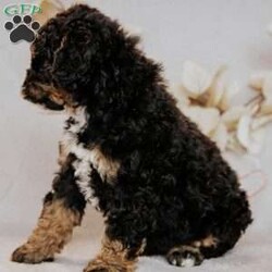 Becky/Mini Bernedoodle									Puppy/Female	/7 Weeks,Do you love Bernese Mountain dogs but struggle with the heavy shedding then take a look at this puppy. With their poodle hair but Bernese happy personality they are sure to please.