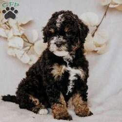 Becky/Mini Bernedoodle									Puppy/Female	/7 Weeks,Do you love Bernese Mountain dogs but struggle with the heavy shedding then take a look at this puppy. With their poodle hair but Bernese happy personality they are sure to please.