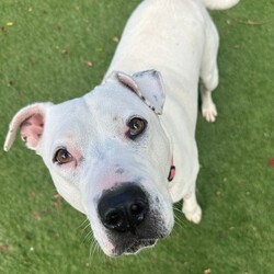 Adopt a dog:Snow/Staffordshire Bull Terrier/Female/5 Years,Hiya my name is Snow! Yes, how ironic that I'm white! I am a beautiful girl on the lookout for my furrever home, could that be with you (on your couch?) keep reading to find out! I am a sweet girl who would love a home where I can bask in the sun (but not too much because I might get sunburnt!) or snuggle up on the couch with you and keep you warm! I can become uncomfortable with lots of handling and would need a home with more mature humans who can understand this and work a little with my confidence! I would also love a home with no other doggies please! I don't particularly love sharing my space with other dogs so I would love to be an only doggo in the home please! I do get quite frustrated with dogs when they get too close to me so I would need an owner who understands when taking me on walks that I don't like going to dog parks or anywhere with lots of doggos around, I just don't enjoy their company. BUT I promise I can give you the love of a house full of puppies can!! I am just a precious gal who wants a home to call my own! If you feel like I could be your pawfect companion, please bring the whole family or whoever it is that lives with you! I want to meet everyone I get to sniff in the home so make sure everyone loves me as much as I will love them! Lots of licks, Snow xx Household restrictions: