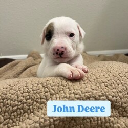 Adopt a dog:John Deere/Hound/Male/Baby,PLEASE READ THE ANIMALS PROFILE AND ALL NOTES BELOW BEFORE APPLYING!

Hello, I'm John Deere, one of Mama Olive's 10 precious puppers! Boy, did we all get lucky finding our way to MFP! After spending a couple of weeks at the facility, a nice foster mom brought us home to take care of us. Now we are ready to start looking for our forever families and we can wait to meet them! Could it be you?

ADOPTION FEE: $500

A Mercy Full Project (MFP) Adoption Application MUST BE COMPLETED in order for you to be considered as a potential adopter. By filling out the MFP Adoption Application you agree and understand that ADOPTION IS NOT GUARANTEED. We are not first come, first served and submitting an application does NOT guarantee adoption. You will be contacted by an Adoption Coordinator once your application has gone through the approval process. Please ONLY APPLY IF you are ready to commit to adoption.

TO ADOPT, APPLY ONLINE:

www.mercyfullprojects.org

PLEASE NOTE: We do our best to supply all known information about each animal in their profile. If you have additional questions, you may send an inquiry email to adopt@mercyfullprojects.org to be answered at our earliest convenience.

All Dogs / Puppies / Cats / Kittens are up to date on age appropriate vaccines, spay/neuter, flea/heart worm prevention, and are microchipped prior to adoption. If you are meeting a puppy or kitten that is not ready for adoption there may be a waiting period until they are fully ready to go home.

Adoption fee - Along with the individual animals vetting and daily care costs, the adoption fee helps Mercy Full Project cover additional vet bills, maintain their facility, and cover the cost of their operations in order to rescue more animals in need.

**Our companions MUST live in your home as part of your family.

**We do not transport.

**Review our website for more information.

ADOPTION PROCESS: https://mercyfullprojects.org/dog-adoption/

 Please visit our website www.mercyfullprojects.org to learn more about this amazing pet and to see other available dogs and cats.