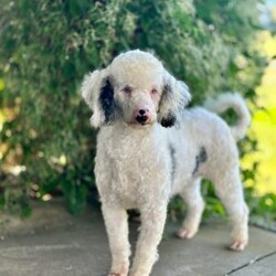 Caspian/Mini Goldendoodle									Puppy/Male	/7 Weeks,Meet Caspian, a delightful Mini Goldendoodle brimming with joy and affection! With his lively energy and curiosity, he is always ready for a new adventure, ensuring every day is filled with fun. His smart, gentle demeanor allows him to bond easily with those around him, making him the perfect companion. Whether he’s chasing a ball or cuddling up for quiet moments, his playful yet affectionate nature makes him an ideal fit for a loving home.