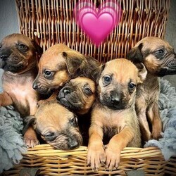 Stunning Rhodesian Ridgeback pups - KC Reg/Rhodesian Ridgeback/Mixed Litter/4 weeks,11 Stunning Red Wheaten pups born 3rd September to truly stunning parents.

6 Girls and 5 Girls

Both parents make ideal pets, amazing temperament, can be seen with mum at home and Grandma

Mum is Winnie is KC reg, fully DNA tested, same for dad Hastings who is extensively health tested

Mum has Hip & Elbow scores of 0/0 - Grandma also has Hip & Elbow scores of 0/0

5th generation pedigree certificates are available to view for both mum and dad. Both are KC registered, Dad and Mum genetically clear

They were born and raised with our family

No time wasters please.

We are 5* Council Licensed Breeders - AAL00087

Good homes wanted, please call for more information and viewing appointments

They will leave with a Pilling Gun Dog puppy pack

Vet checks
5 weeks free KC insurance
First vaccination
Microchipped
Flea/worm treated
James Wellbeloved Puppy food
Raw Puppy food
Blanket
Puppy toy
5 generation pedigree certificate
Puppy contract and receipt

Sadly due to the current climate I have to point out that we had two fully protection trained free range Belgian Malinois who like introducing themselves to unscheduled visitors!! We also have a Caucasian Shepherd and Rottweiler and CCTV, direct to police alarms etc but I assume you would like to keep all your limbs as this is more of a deterrent - You have been warned