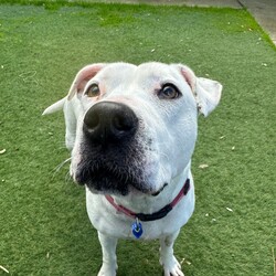 Adopt a dog:Snow/Staffordshire Bull Terrier/Female/5 Years,Hiya my name is Snow! Yes, how ironic that I'm white! I am a beautiful girl on the lookout for my furrever home, could that be with you (on your couch?) keep reading to find out! I am a sweet girl who would love a home where I can bask in the sun (but not too much because I might get sunburnt!) or snuggle up on the couch with you and keep you warm! I can become uncomfortable with lots of handling and would need a home with more mature humans who can understand this and work a little with my confidence! I would also love a home with no other doggies please! I don't particularly love sharing my space with other dogs so I would love to be an only doggo in the home please! I do get quite frustrated with dogs when they get too close to me so I would need an owner who understands when taking me on walks that I don't like going to dog parks or anywhere with lots of doggos around, I just don't enjoy their company. BUT I promise I can give you the love of a house full of puppies can!! I am just a precious gal who wants a home to call my own! If you feel like I could be your pawfect companion, please bring the whole family or whoever it is that lives with you! I want to meet everyone I get to sniff in the home so make sure everyone loves me as much as I will love them! Lots of licks, Snow xx Household restrictions: