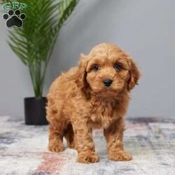 Tanner/Cavapoo									Puppy/Male	/8 Weeks,Woof, woof! Hey it’s Tanner! Tanner is full of energy, well socialized and loves to be cuddled by adults and children. He will be sure to capture your heart with his puppy kisses and sweet personality. He was born to Sasha (Cavalier Mom) and Rusty (red mini poodle Dad) on Aug 2nd. Mom weighs 13 lbs & Dad 12 lbs. So we expect Tanner to be around 12-13 lbs. full grown. He’s up to date on vaccines and dewormers to keep him happy & healthy. Text or call today if you would like to meet him in person or put a deposit on him and we’ll hold him for you until you can pick him up or… we offer delivery to your door for an additional fee. A basket with food, blanky & all paperwork will be sent with Tanner to his new home.