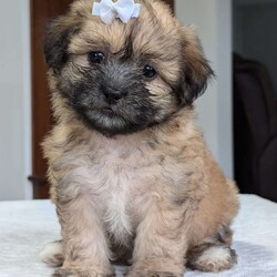 Kayla/Teddy Bear									Puppy/Female	/9 Weeks,Hello everyone! Meet our precious little gal, Miss kayla. She is a beautiful teddy bear puppy with a beautiful coat of soft wavy hair! Her mom is a Bichon and dad is a Shihtzu. Kayla will be between 10 and 15lbs fully grown. And she has very minimal shedding. She has a very sweet temperament, is playful and does super well around kids! She is very cuddly and loves giving kisses as well! She will be available to her new home on Oct 10th. She is a very happy and healthy little one!