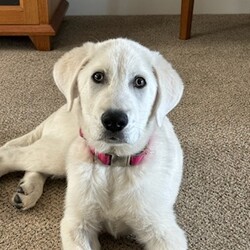 Adopt a dog:Groot/Maremma Sheepdog/Male/4 Months,Hi, I'm Groot and I am a special little boy who is now on the search for my new forever home! Is that going to be with you? As I am a Maremma I will need a family that understands my breed and what I was made to do. As a guardian breed, I will need a lot of socialization and ongoing training to make sure that I become a nice well rounded little man. You will need to understand the management I will need in a home due to my breed behaviors. As a young pup I will need solid and secure fencing as well as indoor and outdoor access. I will not be suited to apartment living and will need a large yard to roam in. It would also be best for me if there was someone home all the time while I am settling in. This will help me build my bonds with my new family and make me feel safe in the home! This will help me feel calm and relaxed throughout my day. I have shown some social behaviors with other dogs but can still show some fear with big boisterous dogs so we will have to make sure if you have a canine, we are the right match. I will need to meet all family members on the day of my adoption especially any little kids to make sure we are the right fit. Requirements: If you think that your home is perfect for little Groot, please place an application in at  Love and Wiggles from Groot! Xxoo