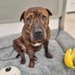 Buddy/Staffordshire Bull Terrier/Male/8 Years 3 Months,Hi there, my name is Buddy, I'm a sweet older man looking for my furever home. Will I become your best Buddy? I'm looking for a home where I can hang out with you and keep you company, whether that's at your desk, watching tv, or whatever it is that you like to do! My preference would be a house rather than an apartment because I can be a little unsettled when I hear noises, but please have a chat to our team if you are keen on me! While I am here I have been keeping the humans great company in their office, so they can tell you all about my sweet personality and talented couch potato abilities. Other dogs can make me a bit tense and unsure, so it'd be best for me to be the only dog in the household and avoid those busy places like dog parks and off lead beaches. But that means I get to spend even more time with you! I do enjoy the close company of people and I’m really good at making friends with teenagers and adults, but sometimes I use my mouth a little when trying to get your attention. Whoops! Because of this, I need to go to a home with children over 12. Older children will be able to help in my training at home where I can learn new skills and life experiences. I am currently in foster care looking for my forever home, so if you think i could be the one please click the link. Requirements: