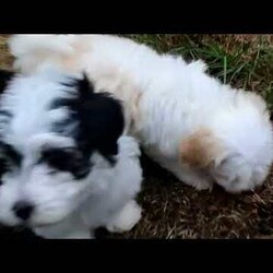 Zain/Havanese									Puppy/Male	/8 Weeks,Zain, an adorable Havanese puppy, is so sweet and cuddly! Zain can be registered with the ACA and comes home with a 30 day health guarantee as well as an extended genetic health guarantee, both provided by the breeder. He has also been seen by a vet and will be kept up to date on shots and de-wormer. This cutie is socialized and ready for a meet and greet with his forever family! Call Sadie Fisher today to schedule your appointment!