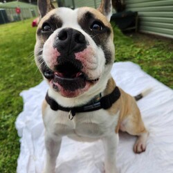 Adopt a dog:Milkshake/French Bulldog / Staffordshire Bull Terrier/Male/1 Year 9 Months,Hi there! I’m Milkshake, a playful and snuggly Bulbasaur x Squirtle hybrid monster… I mean, French Bulldog x Staffy mix. I am a full of life, energetic, affectionate little monster and special Pokémon trainer can handle me just right! I’d really like to be the only dog in my new home—sharing the spotlight with other pooches isn’t quite my style. I’m looking for someone experienced who gets that I need a bit of extra guidance when it comes to meeting other dogs and can help me feel comfortable. I am still learning how to tone down my energy level sometimes so little kids will get easily knocked over. Would prefer a home without these little creatures so I don't hurt them. I’m a bit of a homebody, loves to get whole lotta snuggles with you on the couch but also love to do some zoomies in my own backyard or potter around while you chill in the garden. No, no partying at the Dog Off-lead park! If you’re an experienced dog lover who can offer me the stability, loving environment I need, I’d be thrilled to meet you. Let’s create some wonderful memories together—after all, life’s better with a Milkshake by your side! If you think you could be my special Pokémon trainer, please enquire through this link   to talk to my current Trainers to arrange a Meet & Greet. Just say 