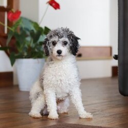 Lila/Maltipoo									Puppy/Female	/8 Weeks,Lila is the sweetest little Maltipoo around! With her expressive face and twinkling puppy eyes, she’s already got everyone wrapped around her little paw. Her soft, silky coat and playful personality make her irresistible. This little girl is known for being highly trainable, focused, and perfect for family life. If you’re looking for a pup who can keep up with an active, kid-filled home, Lila is your perfect match. We make sure our pups are well-socialized from birth, so they join their new homes confident and adaptable, with a mellow, even-tempered nature.