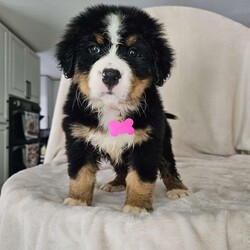 Gwen/Bernese Mountain Dog									Puppy/Female	/August 14th, 2024,The leader of the pack with a gentle and affectionate nature. Gwen loves to snuggle and is always the first to greet you with a wagging tail. Her sweet eyes and playful antics make her a perfect family companion.