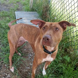 Adopt a dog:Tiana/Staffordshire Bull Terrier / Australian Kelpie/Female/2 Years 1 Month,Hi my name is Tiana and it is so nice to meet you and introduce myself!! I am a sweet lady on the lookout for my very own family to explore the world with. I am the type of girl that would be up to adventures with my new family, things like hiking, beaches or camping are right up my ally and I would love to experience them with you. I will need slightly older kids in the home as loud noises and sudden movements can cause me to startle but in a known place with people I trust I settle well. I would love to have indoor and outdoor access in the home, so that I can have the best of both worlds and come and find my humans for a snug any time I feel the need. I have meet some dogs here at the shelter and haven't minded their company, if you have another doggy at home make sure to bring them to so we can make sure that we are the perfect fit. Requirements: If you think I could be the girl for you, head into the shelter today and ask to meet me!! Love and kisses, Tiana