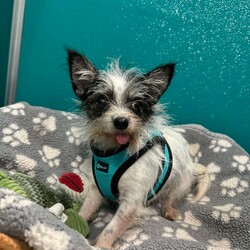 Adopt a dog:Chiclet/Chihuahua/Female/Adult,Ready to welcome a new little cutie into your life? My name is Chiclet and I am a 5.4 pound, 3 year old female Chihuahua/Terrier mix looking for my forever home. I am a bashful little gal and may always be more on the shy side, however I don't have a mean bone in my body and will let you scoop me up right away. I love to be by your side and get snuggles! My favorite activities include being held, burrowing in my comfy bed, hanging out around my doggy friends, and going for short walks. Since I am such a scared little pup, at this time I am considered a flight risk and will need to be supervised when doors are open and when I'm in a fenced in yard. I am a laid back pooch and would do best in a home with someone who is in a more quiet environment, and where there isn't a ton of activity going on all of the time. The staff here describes me as adorable, loving, quiet, shy, easy-going, friendly, snuggly, and best of all... lovable! I get along well with other dogs, however I have not yet been tested around cats or kids at this time. Chiclet will be available for adoption during our Open Adoption Hours, Friday through Sunday, 11am to 4pm. No appointments taken. Walk in only. Please see our Adoption FAQs link below for information on our adoption process. Thank you! https://hslwr.org/adoption-faqs. I am taking applications at this time, however I CANNOT get adopted until after my spay surgery on 9/30.