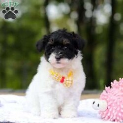 Jack/Maltipoo									Puppy/Male	/8 Weeks,Say hello to Jack, one of the cutest F1 Maltipoo babies you will ever meet! He is a true sweetheart with a heart of gold. He loves snuggling and being held! He also enjoys stuffed animals and playing with his many toys. He has been loved and doted on since birth and we’ve kept him current on vaccines and deworming. He’s also had his first vet visit and is microchipped. He comes with our one year genetic health guarantee. 