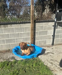 Adopt a dog:Bonnie/Dogue de Bordeaux/Female/8 Years 3 Months,Hey there! I'm Bonnie, an 8-year-old Dogue de Bordeaux with a whole lot of sass and a heart of gold. So, let’s get this out of the way—I’m a big girl. Like, really big. I’m basically a small horse with a lot more drool. I need to be the only dog in the house. Other dogs? Meh, not my thing. I get a bit uncomfortable when they get too close. I need a human who’s a pro at handling large breeds and can manage me when out on walks. Kids? Sure, I can handle them. I’ve tolerated all sorts of handling, but we definitely need to meet first. Gotta make sure the kids know how to treat a regal lady like myself with the respect I deserve. Plus, I need to make sure they’re cool with my epic cuddling sessions and occasional slobber showers. Indoor and outdoor access is a must for me. I’m not an apartment kind of gal. Can you imagine me trying to squeeze into a tiny elevator? Hilarious, but not practical. I need a yard to roam and a comfy spot indoors to chill. So, if you’re an experienced dog owner who loves big, slobbery kisses and has a penchant for managing majestic beasts like myself, let’s meet up. I promise to bring lots of love, laughs, and, of course, drool to your life! I am currently hanging out in a lovely foster home while I wait for my new family.  Paws and snuggles, Bonnie Requirements: