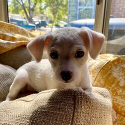 Adopt a dog:Buggy/Toy Fox Terrier/Female/Baby,This is one of Harlo's puppies.  Her name is Buggy, because nothing bugs her.  The little heart on her nose describes her perfectly. One of the quieter puppies, likes to follow the crowd. A bit shy but so sweet. Loves to cuddle your neck, likes to play but is more calm than the rest of the siblings. Quiet and gentle.

Every level: calm
They  have had their first shots and de wormed Because they are just pups, our vet recommends waiting for spay/neuter because it’s the healthier choice.  California law allows them to be adopted out before alteration if it’s under vet recommendation and a deposit that is refunded after proof of alteration is required.   The adoption fee is  $100 and the deposit is an additional $100.