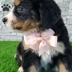 GIGI/Bernese Mountain Dog									Puppy/Female	/6 Weeks,LOOK AT ME.A happy healthy fluffy friendly playfully  little puppy. Born in the rolling hills of  holmes  country where we  play outside everyday. Come meet me or I can be transported to your front door for a small additional fee.text or call for more info. 