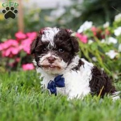 Lucky/Havanese									Puppy/Male	/7 Weeks,Lucky is an adorable AKC registered Havanese puppy with a silky, wavy coat that’s a beautiful shade of white with patches of brown, just like his mom, Debbie. He has inherited his dad, Jasper’s, petite stature, he weighs in at a dainty 10lbs. Lucky is a perfect blend of his parents, showcasing the best traits of both.