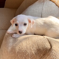 Adopt a dog:Buggy/Toy Fox Terrier/Female/Baby,This is one of Harlo's puppies.  Her name is Buggy, because nothing bugs her.  The little heart on her nose describes her perfectly. One of the quieter puppies, likes to follow the crowd. A bit shy but so sweet. Loves to cuddle your neck, likes to play but is more calm than the rest of the siblings. Quiet and gentle.

Every level: calm
They  have had their first shots and de wormed Because they are just pups, our vet recommends waiting for spay/neuter because it’s the healthier choice.  California law allows them to be adopted out before alteration if it’s under vet recommendation and a deposit that is refunded after proof of alteration is required.   The adoption fee is  $100 and the deposit is an additional $100.