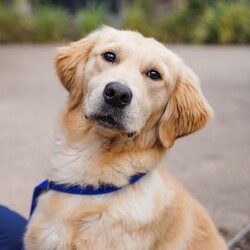 Adopt a dog:Arlo/Golden Retriever/Male/2 Years 3 Months,Howdy, I'm Arlo I'm a sweet little chickadee looking for my forever home, could that be with you? I enjoy the company of other dogs, in foster at the moment I have a doggy friend and I prefer to hang out with him. If you have a resident doggo bring them in to meet me to make sure we are a good match. I can go home with kids too, my foster mum says I am calm and gentle with the children in my foster home. I have access to the house and the yard in my foster home and I enjoy spending time in both with my doggo friend but I am more of a homebody and not a fan of being outside alone. I still need a bit of help with toilet training too but I'm getting better everyday. I'm on special medication too, it's very important seizure prevention medication and my new family will need to make sure I get it when I'm supposed to. You can speak to one of our vets for more info. I am currently hanging out in a lovely foster home while I wait for my new family.  -Vet consult prior to adoption -Must meet all children -Must meet all dogs -Indoor/outdoor acce