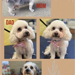 Adopt a dog:Puppies/Yorkie Poo/Male/Baby,PLEASE READ! THIS IS A COURTESTY POST, CONTACT DEBBIE AT 209-607-7464 OR EMAIL  deb0625@yahoo.com THE PUPPIES ARE BEING FOSTERED IN SONORA.

Meet the four curly cues! I am pre-screening now to find a great home for each of them. There are three boys and one girl. Mama is a yorkie poo from my best guess and dad is a poodle.
Requirements are:

- [ ] Must fill out an application 
- [ ] Must pass screening before you can meet the pups
- [ ] Home check required 
- [ ] Established vet
- [ ] Established groomer is a plus as these pups will require grooming throughout their lives 
- [ ] ADOPTION FEE APPLIES which includes their spay or neuter, age appropriate vaccines , deworming and microchip. The adoption fee for the female (Coco) is $450, and $400 for the males. 

Contact Debbie at 209-607-7464 or via email at 209-607-7464 for more info. THE PUPPIES ARE LOCATED IN SONORA. Serious inquiries only! This is a 15 year plus commitment so everyone must be on board. Thank you