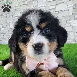 GIGI/Bernese Mountain Dog									Puppy/Female	/6 Weeks,LOOK AT ME.A happy healthy fluffy friendly playfully  little puppy. Born in the rolling hills of  holmes  country where we  play outside everyday. Come meet me or I can be transported to your front door for a small additional fee.text or call for more info. 