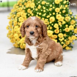 Ivan/Cockapoo									Puppy/Male	/9 Weeks,Our adorable Cockapoo puppies are ready to find their loving forever homes! These pups are family-raised with care and attention, ensuring they are well-socialized and accustomed to plenty of love and affection. Their mom, Casey, is a sweet Cocker Spaniel, while their dad is a charming red Mini Poodle, giving these puppies the perfect mix of intelligence, affection, and playful energy. Each puppy has been thoroughly vet-checked and is up-to-date on vaccinations and dewormer, so they are healthy and ready to join their new families. If you’re looking for a fun-loving, loyal companion, these Cockapoo puppies will make a wonderful addition to your home!