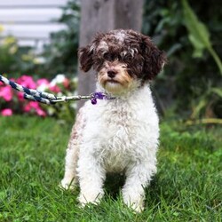 Lucky/Havanese									Puppy/Male	/9 Weeks,Lucky is an adorable AKC registered Havanese puppy with a silky, wavy coat that’s a beautiful shade of white with patches of brown, just like his mom, Debbie. He has inherited his dad, Jasper’s, petite stature, he weighs in at a dainty 10lbs. Lucky is a perfect blend of his parents, showcasing the best traits of both.